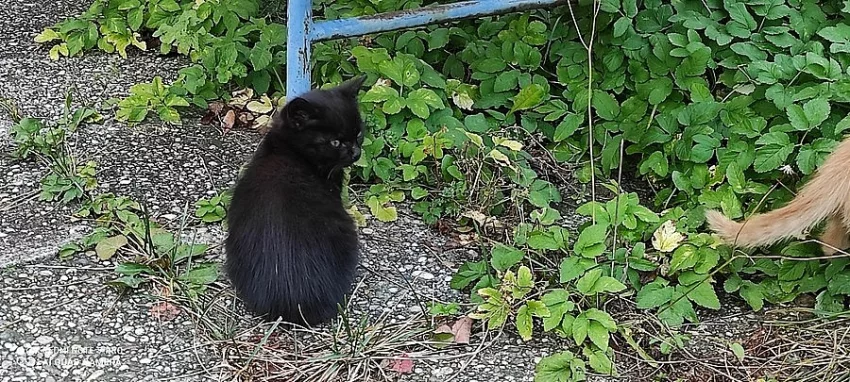 Černá kočička